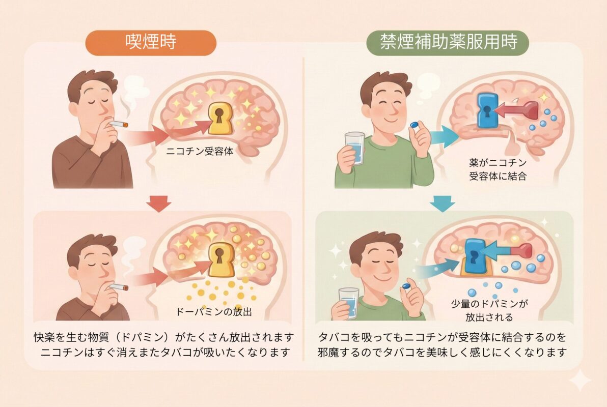 禁煙治療薬(飲み薬)が脳のニコチン受容体に作用して、少量のドーパミンを放出し、禁煙のイライラ(離脱症状)を和らげる仕組みの比較図解